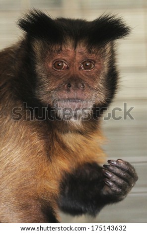A black cap Capuchin monkey has sad eye, perhaps because he wishes he were in the wild and not in captivity.
