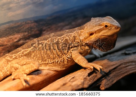 A pet bearded dragon lizard showing off his \