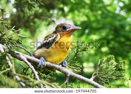A young newly fledged from the nest Baltimore Oriole chick sits tight on a limb waiting for mom or dad to come and feed it.