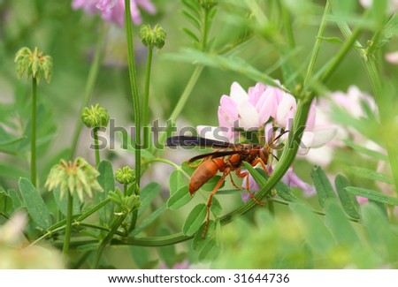 Female Paper Wasp Checks Out a Stand of Crown Vetch Wildflowers