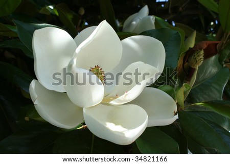 magnolia tree blossom. an Arkansas magnolia tree
