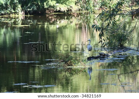 A white Egret and a turtle share a log in a Louisiana Bayou Swamp.