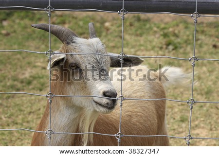 Bright eyed little goat who looks like he\'s got a smile on his face.