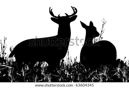 Silhouette of a Buck and Doe Deer in a Grassy Meadow