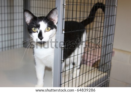 Beautiful friendly tuxedo cat at a local animal shelter waiting to be adopted into a loving home.