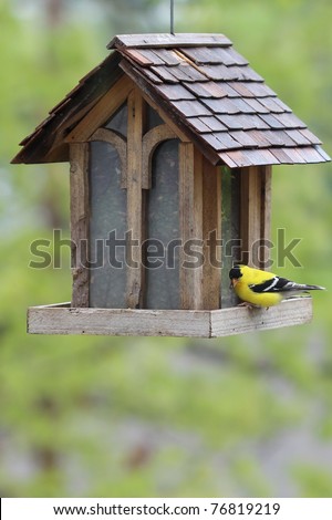 A lone goldfinch in his bright yellow plumage has this large house shaped bird feeder all to himself for the moment.