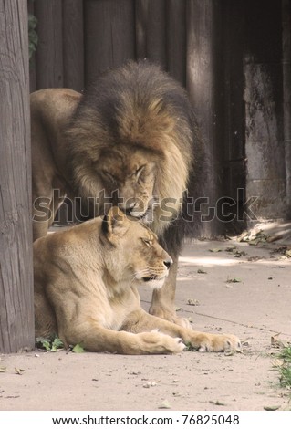 Truly the King of Beasts, this adult male lion is a magnificent sight and yet this beast has a softer side as he shows his softer side with his lioness partner.