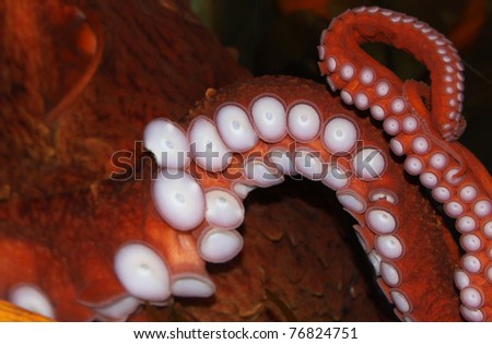 The Red Octopus has startling white suckers which look quite alien and \