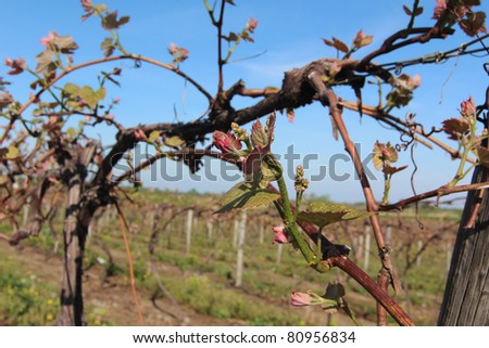 A sunny spring encourages emerging grape vines in vineyards throughout Northeast Ohio and Pennsylvania.  The new growth shows promise of a fine wine season in the Northeast United States.