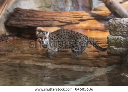 Asian Fishing Cat, Small Wild Cat of India, Vietnam, Sri Lanka, Himalaya Mountains and other parts of Asia.