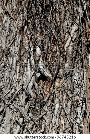 So many species of intertwining vines call this tree home, it\'s hard to identify the tree\'s own bark.  Various wood textures give this tree a strange alien look which could be useful as a background.