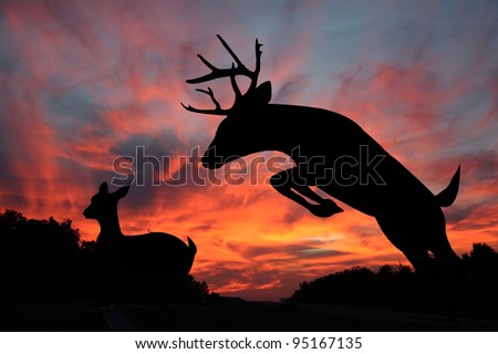 White tail buck jumping ravine with doe in the background make striking silhouettes against an amazing sunset in the background.