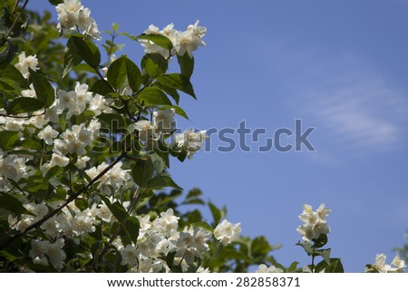White jasmine philadelphus flowers in sunlight on background of blue sky and high clouds.