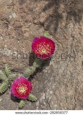 Large amazing pink cactus flower growing in a crevice of the stone. Cactus growing in the open field at the latitude of Kiev, Ukraine.