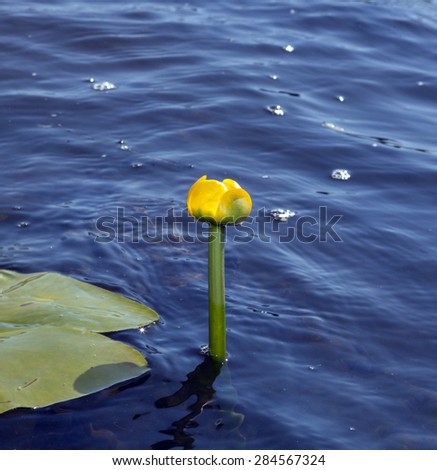 Yellow Water-lily and green leaf on the water surface. One can see the reflections of the sun on a yellow flower, leaf and water. Also seen the underwater plants.