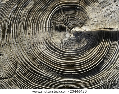 Wooden texture showing growth rings