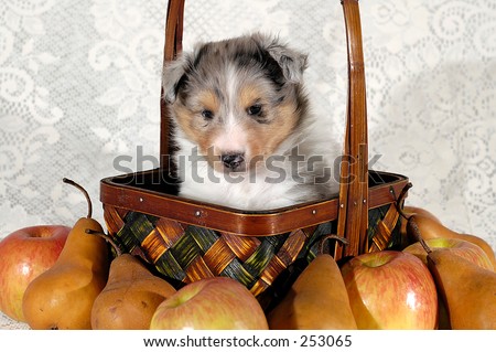 Shetland sheepdog puppy in basket surrounded by fruit