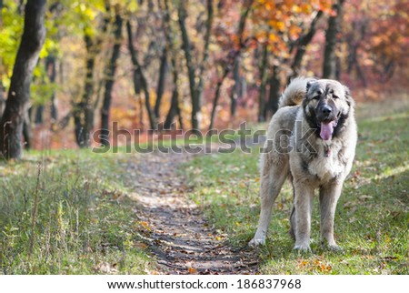 Portrait of the Caucasian Shepherd Dog