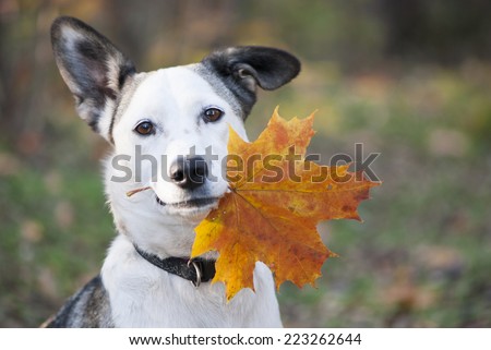 Portrait of cute mixed-breed dog holding autumn yellow leaf  in her mouth