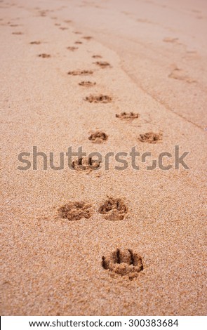 Dog footprint in the sand