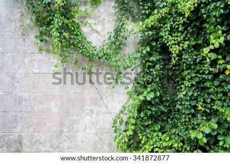 Abstract plant wall background, The Green creeper plant with small yellow flower on grunge old house wall