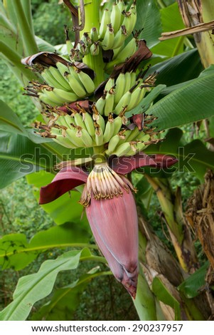 banana blossom of banana tree