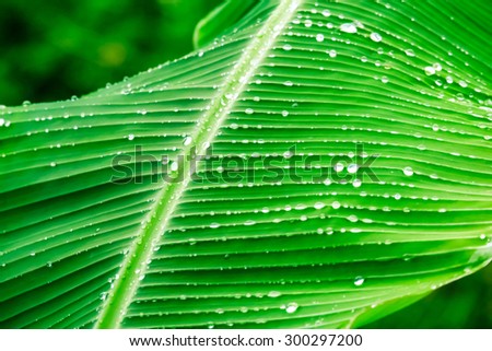 de focused and blurry light background and soft light abd similar and green leaves and water drop and be strong sunlight after rainy day