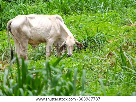 cow eating grass and cattle and be strong sunlight