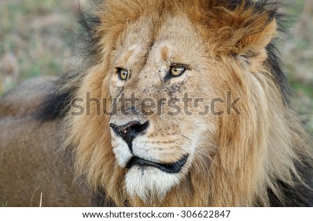 Closeup portrait of an African Lion. Lion eyes