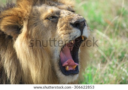 Closeup portrait of roaring lion
