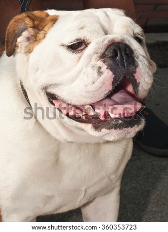 English bulldog sitting  with a big smile