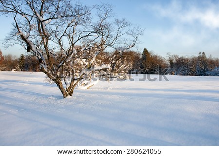 Tree in a winter snowy field. Winter landscape. Winter Wonderland. Winter background.