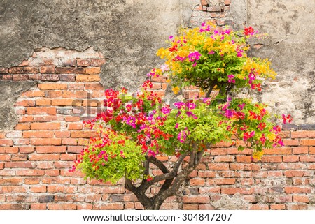 Beautiful colorful flower in pot with old brick wall at the old temple.