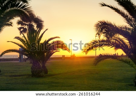 Beautiful sunset in ocean with palm trees silhouette. Maspalomas beach. Gran Canaria. Canary islands
