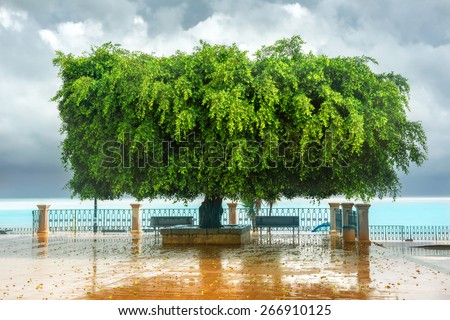 Landscape with beautiful green tree in rainy day in Sicily.