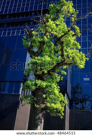 City landscape with a green tree against a modern office building