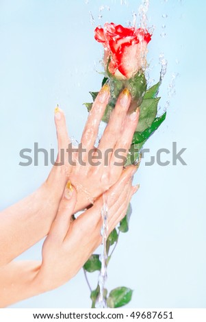 Picture of beautiful female hands with a water stream and a red rose