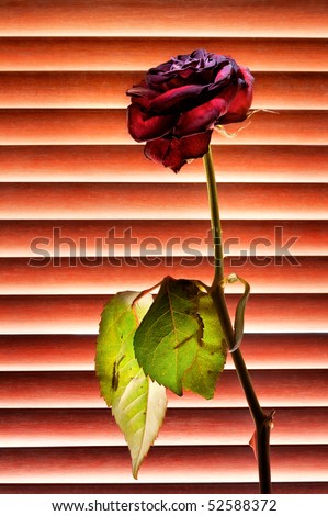 Picture of stale red rose on striped background