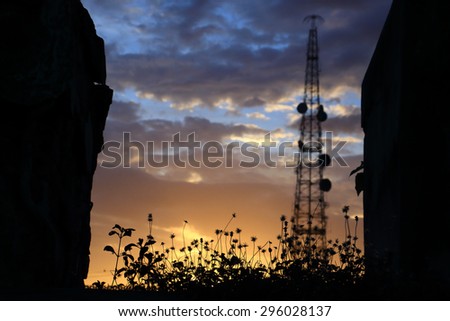 Silhouette grass flower at sunset with telecom tower background