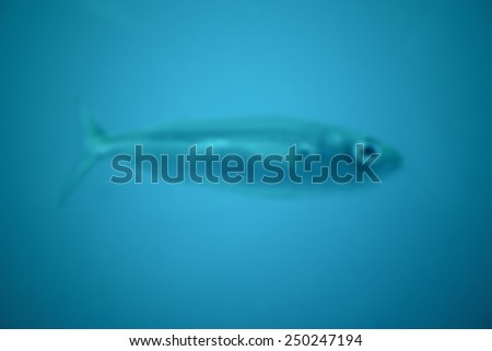 Sea bed with fish, deep blue background. Intentionally blurred editing postproduction background.
