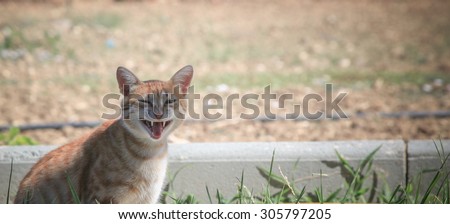 Meowing cat