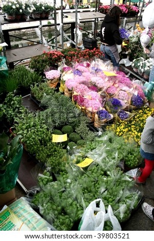 MILAN, ITALY - APRIL 5: Close-up of the garden market during the national exhibition Flowers and Flavours in the fashion and culture Navigli area April 5, 2009 in Milan, Italy.