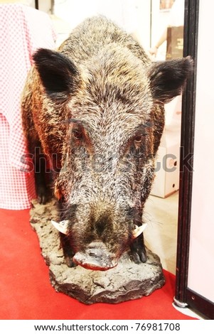 MILAN, ITALY - JUNE 10: Close-up of wild boar at Italian regional pavilion during Tuttofood 2009, World Food Exhibition June 10, 2009 in Milan, Italy.