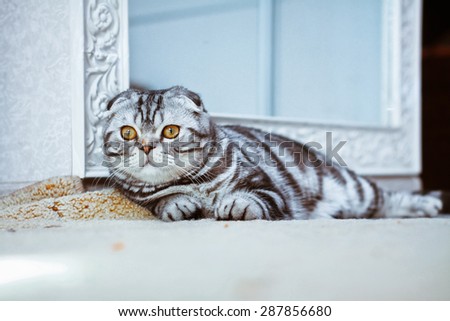 Grey cat lying on the floor. cat playing, Scottish Fold