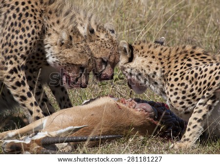 A cheetah family eats a fresh killed gazelle