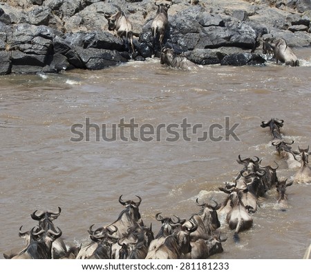 The Great Migration, wildebeests cross the Mara River.