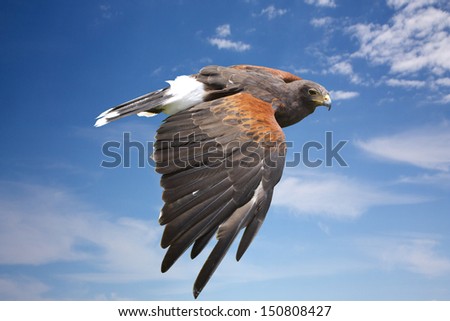 bird (harrier hawk or eagle) mid flight