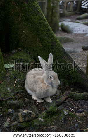 side shot of a rabbit wild in the woods in the UK
