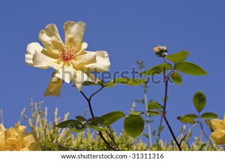 yellow rose on a blue sky