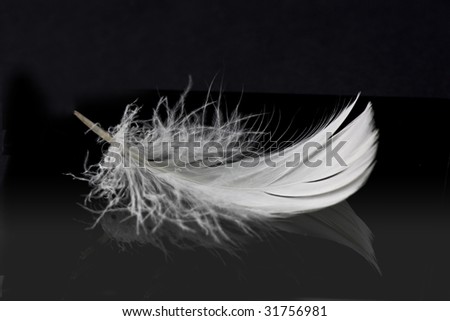 white feather on solid black background with reflection
